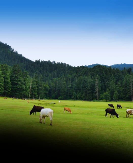 dalhousie tour packages